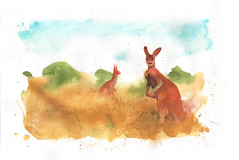 Kangaroos